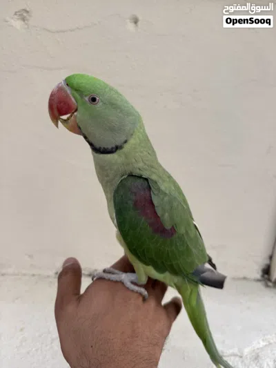ببغاء نيبالي ذكر أليف 3