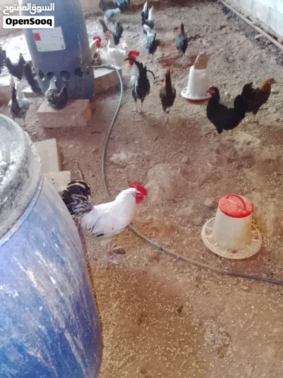 دجاج فيومي 3