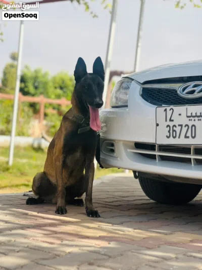مالينوا بالجيكي دم صافي اب وام اوامر فرنسية شراسة تقطيع سعره 3800وساهل 2