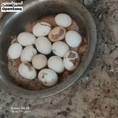 دجاج عربي للبيع 4