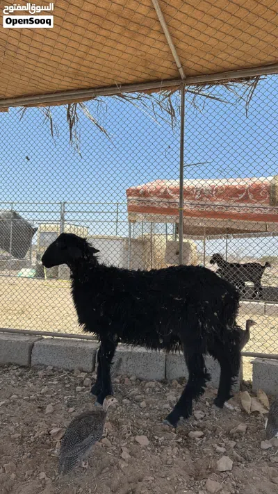 كبش نجدي فل سمنه 2