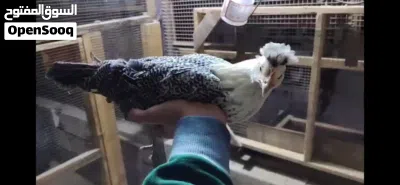 سيت دجاج فيومي من اقوه واحسن السلالات في العالم والكل متفق علا هاذا الشي والوانه الجذابه والجميله. 3