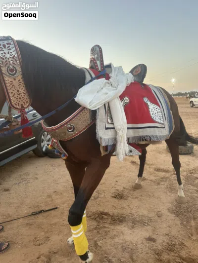 حصان ماشاءالله احمر ربي يبارك 3