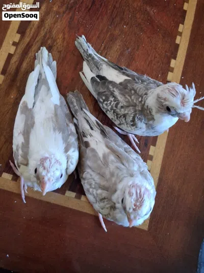 فراخ كوكتيل 2