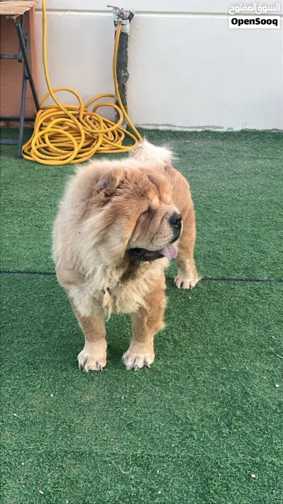 Chow chow pure breed 4