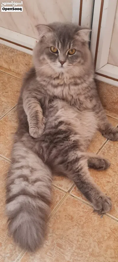 two cats for adoption 3