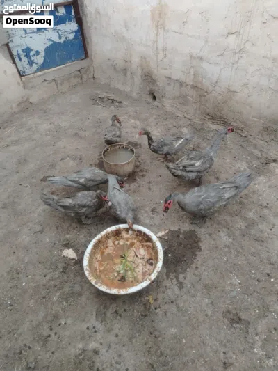 بش مصري رصاصي 4