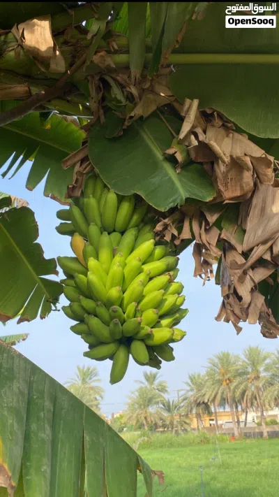 موز فرض محلي 2