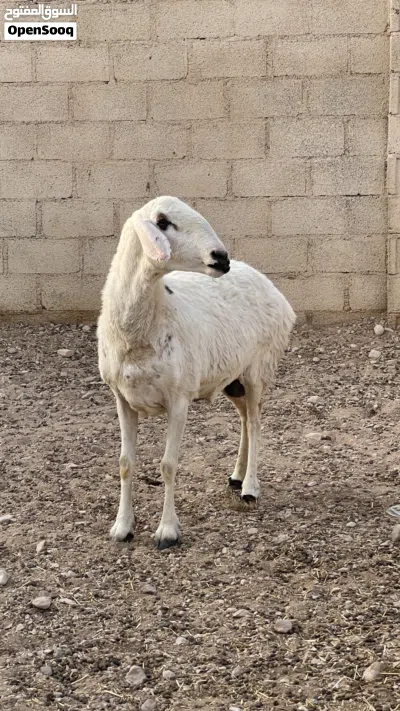 جاعده نجدي على حري عشار 3