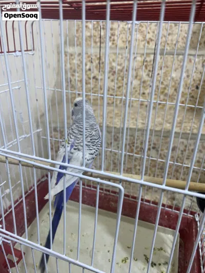 طيور حب بادجي 4