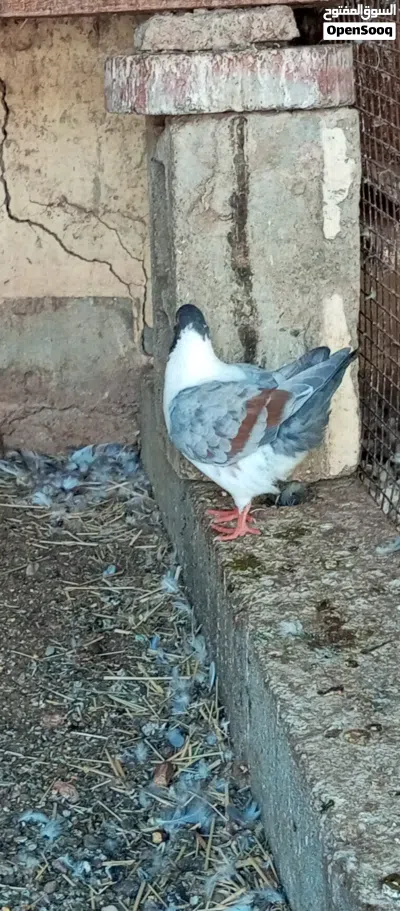 فروخ شبه حاهزات مدينه اروبي بلوا بار مكوارات ما شاء الله للبيع او البدل بانثي نفاخ مسوبع 2