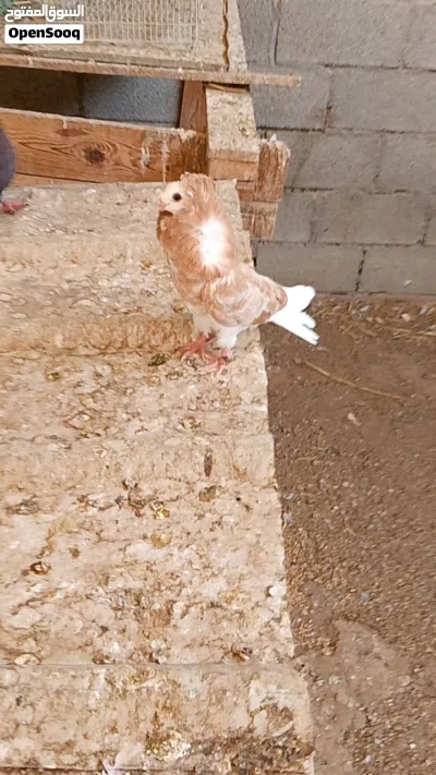 حمام زينه للبيع 2