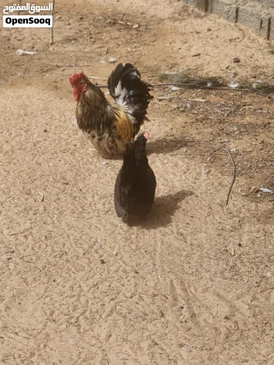 دجاج كيني للبيع مع بعض 7 دجاجات وفروجين 3