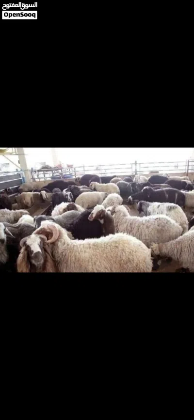 نبدا بصلاة على النبي عروض 2