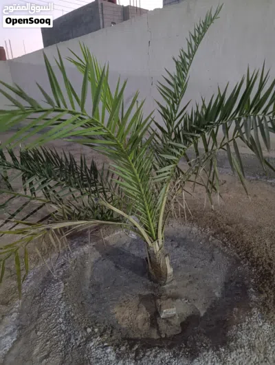 نخيل برحي ابو الخصيب كفالة احجام كبيرة باسعار مناسبة العدد 9 3