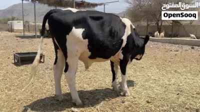 ثور نمساوي ما عليه كلام 2