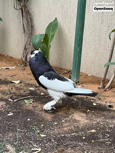 حمام زينه نفاخ وبلجيكي 3
