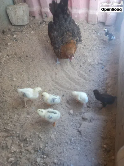 دجاجة تحتها 7 عمرهم اسبوع 2