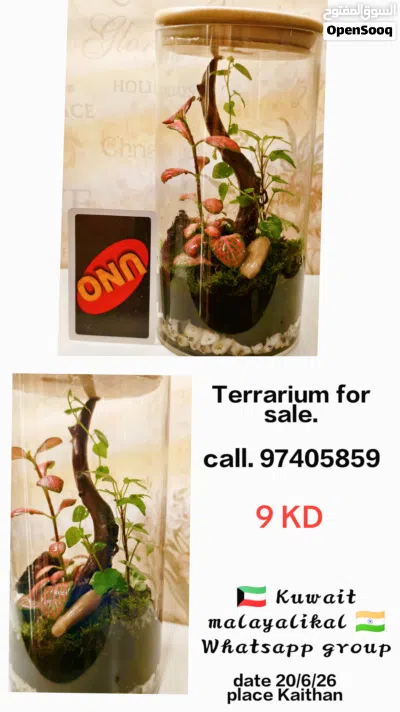 Terrarium for sale 4