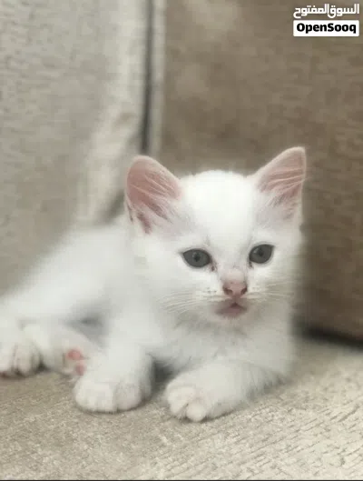 قطط انغورا 2