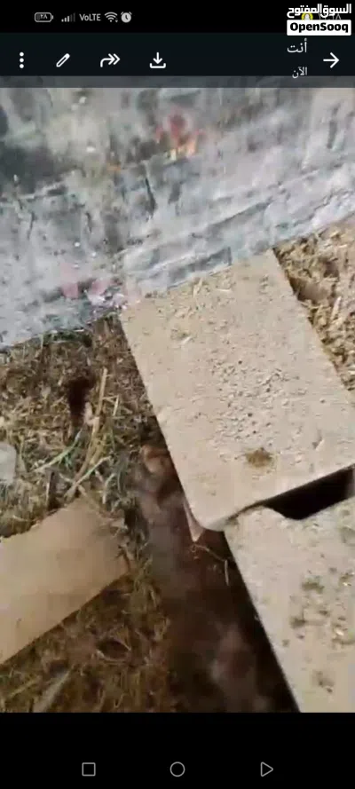 أرانب هولنديه للبيع 2