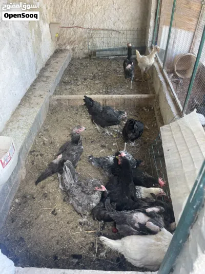 دجاج بلدي صحه ونظافه 3