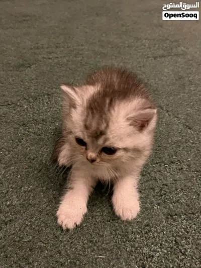 White sliver Scottish-British short hair kitten for sale! 3