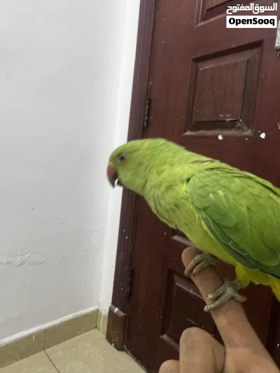 ببغاء دره هندي مفطوم جديد للبيع 4