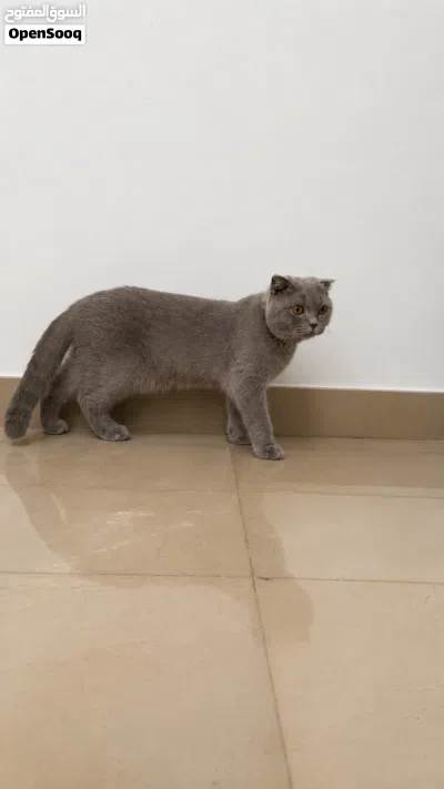 قط شكوتش فولد للبيع 2