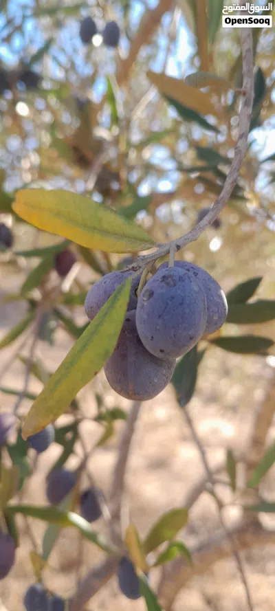 undefined 2