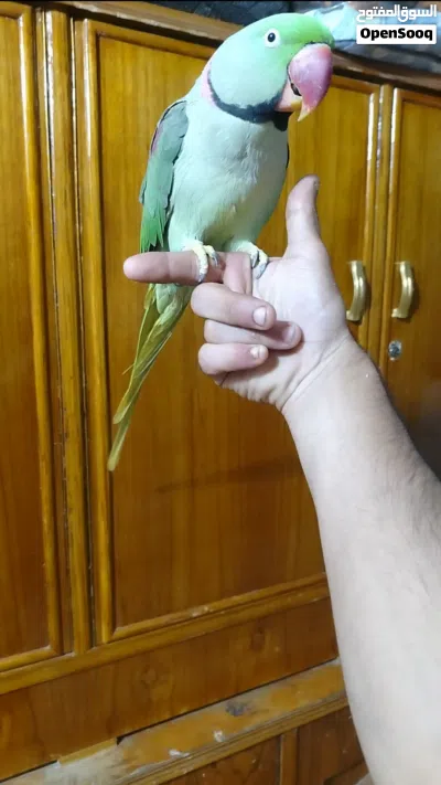 ببغاء نيبالي سوبر جامبو اليف 2