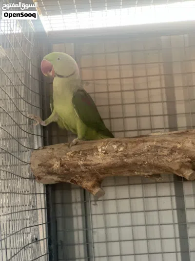 ببغاء نيبالي 2