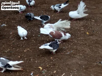 بيع حمام الزينه المميز الطير الواحد بريال ايضاً أرنب ذكر منتج 4 ريال 2