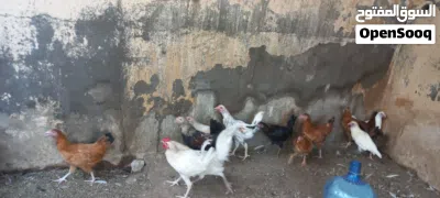 دجاج عماني أن بالجمله 3