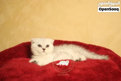 British shorthair/scottish fold بريتيش شورت هير/ سكوتش فولد 3