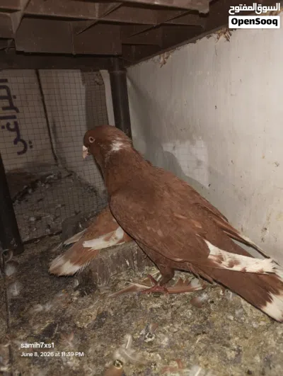 جوز شغال للبيع 3