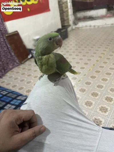 السلام عليكم متاح تك نيبالي وزوج دره سمائي اقره الوصف 3