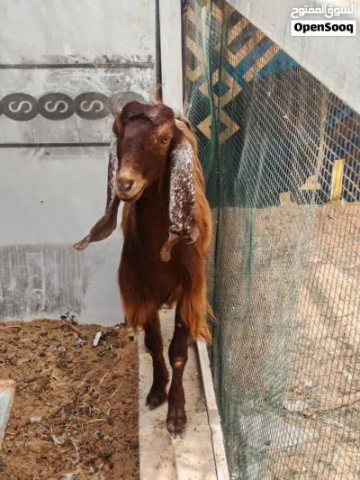 2 معزات ربي يبارك 2