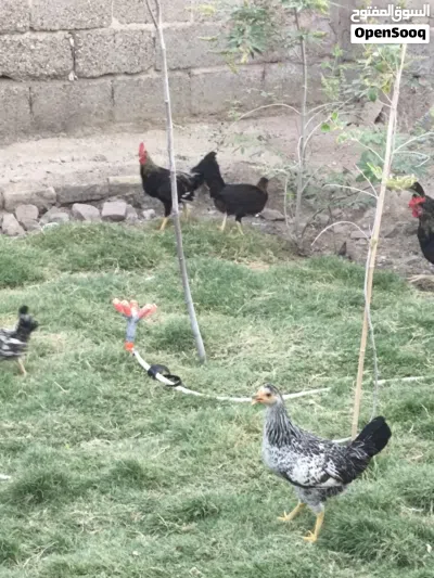 دجاج كويتي للبيع مع ديك برانگلز 2