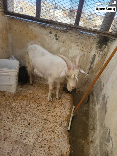 تيس سلالة سويسري (فحل هداد) 2