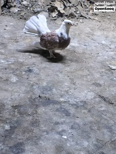 حمام عرايس عدد 3 للبيع 3