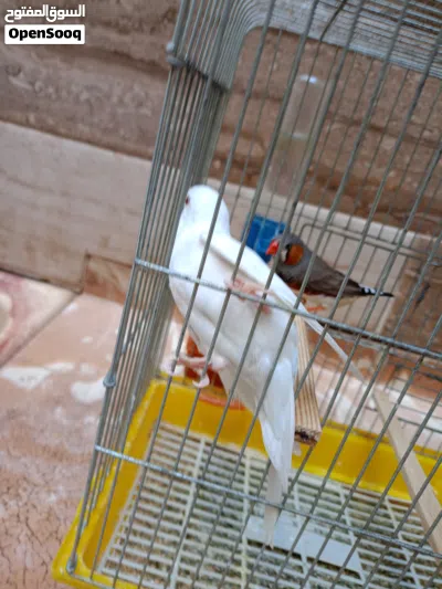 كوبية بقالينو معاها دكر زيبرا 4