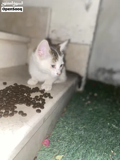 قط صغير لتبني يحتاج مساعده 4
