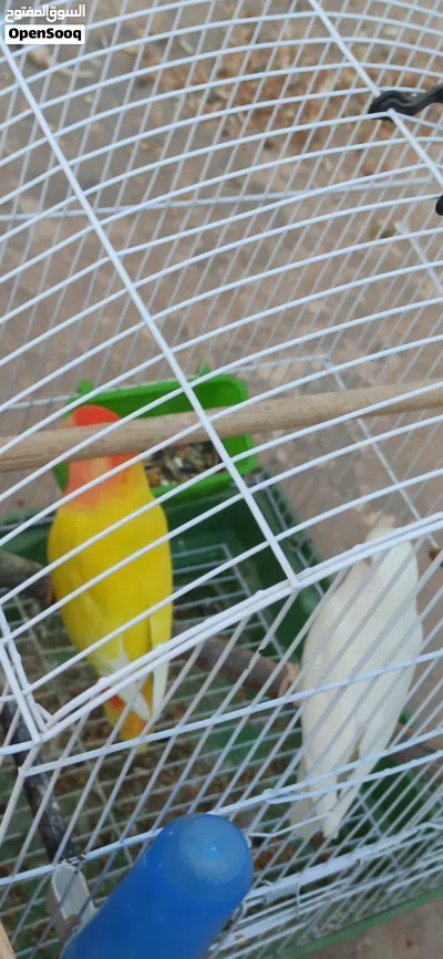 كوبيه ربي يبارك مصوقره كانو تحتها اربعه كيف حولتهم 3