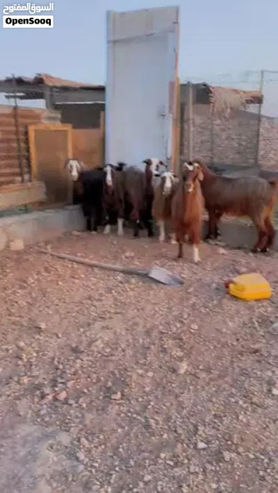 غنم للبيع محدورات من لجبل 3