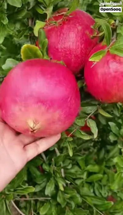 مشتل الاشجار المثمر بي جميع انواعها ونبتات الزينه 4