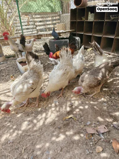 دجاج عماني 3