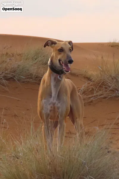 male greyhound 3