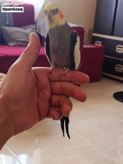 كوكتيل اليف للبيع او البدل 2