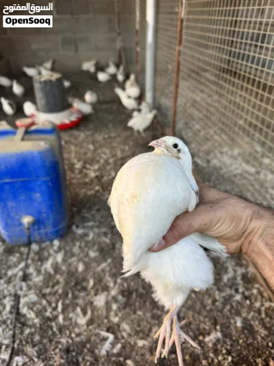 سمان تكساس 3